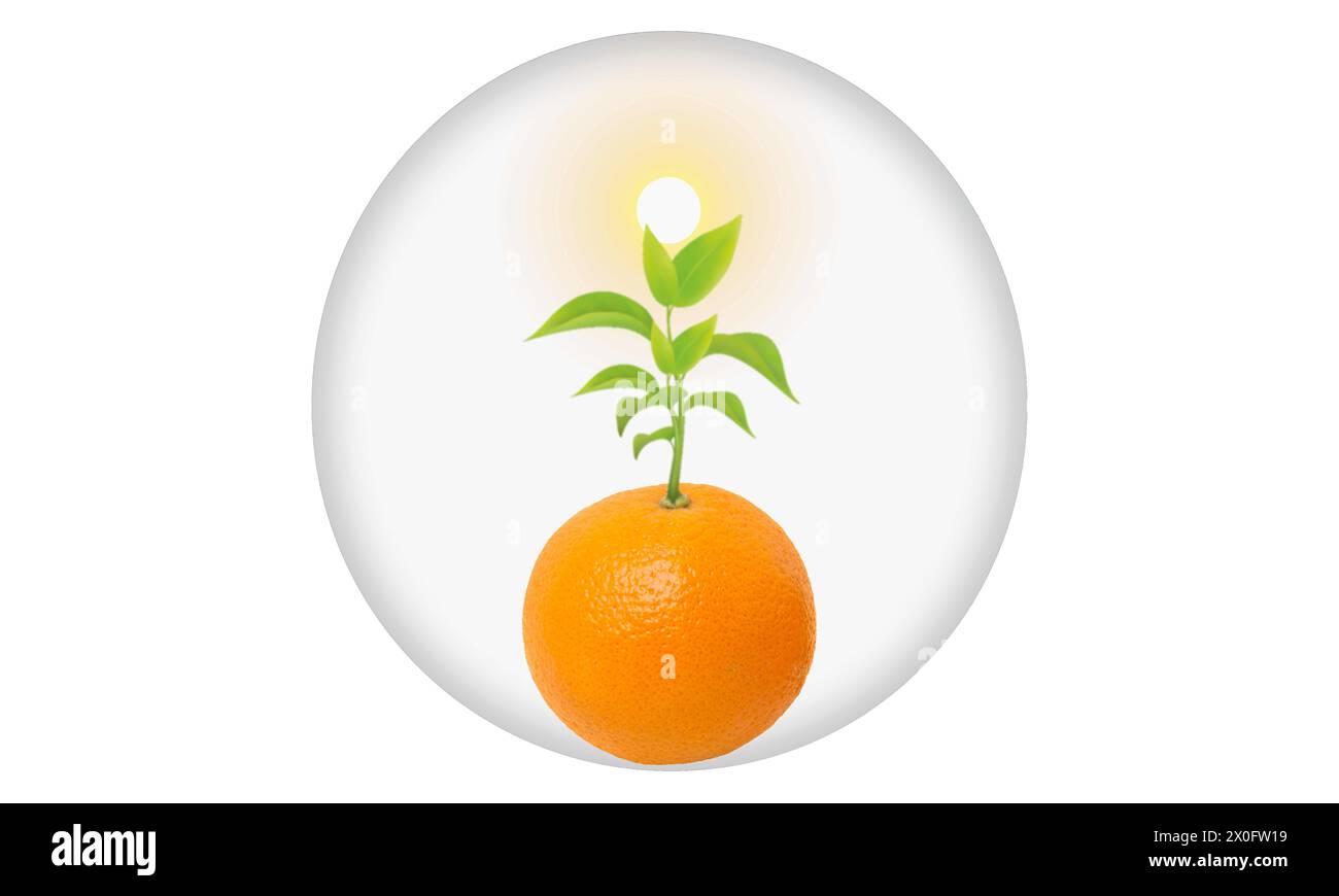 Plant Stock Vector