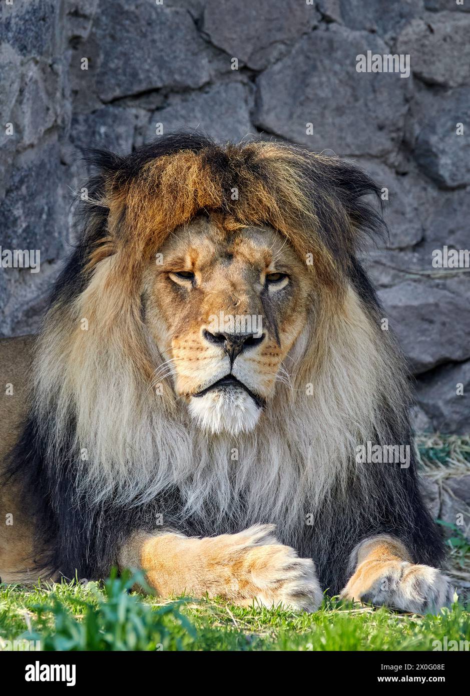 Image portrait of an adult lion with a lush mane in a zoo Stock Photo