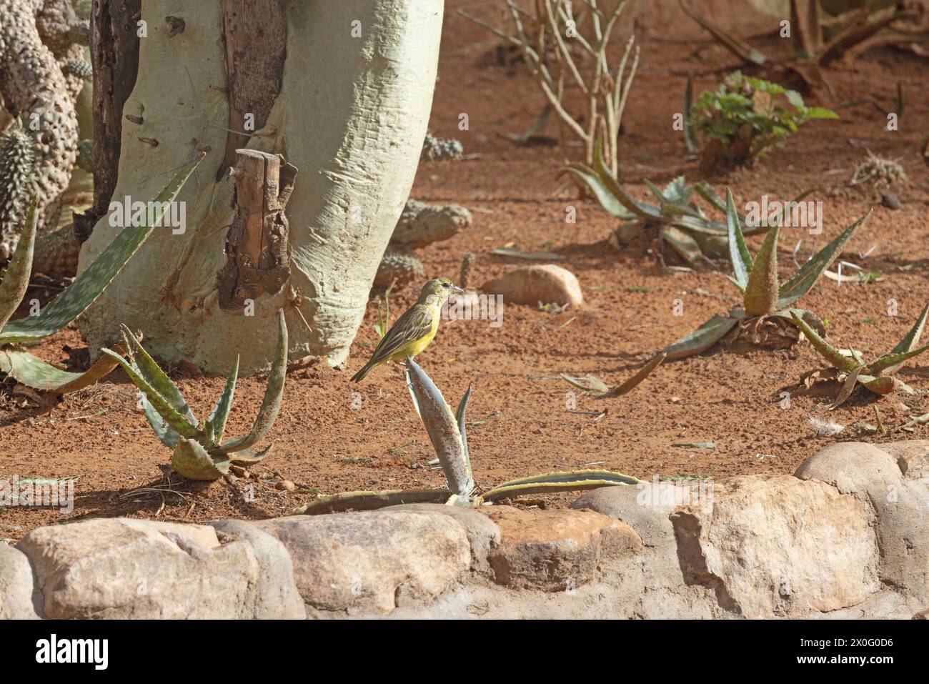 Picture of a colorful masker weaver bird sitting in grass in Namibia during the day Stock Photo