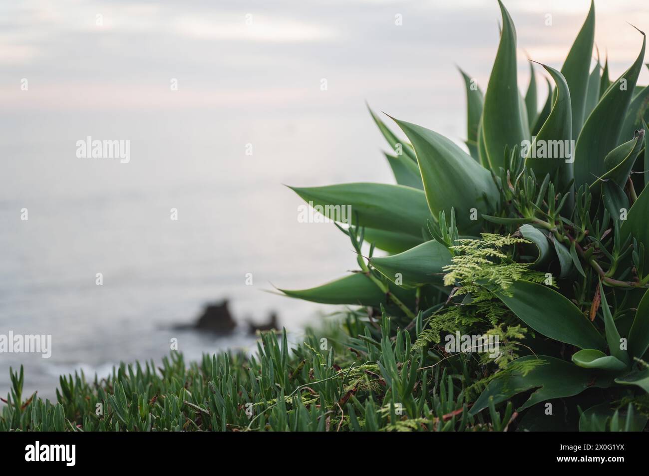 Foxtail agave plant growing near coastal beach scene in California Stock Photo