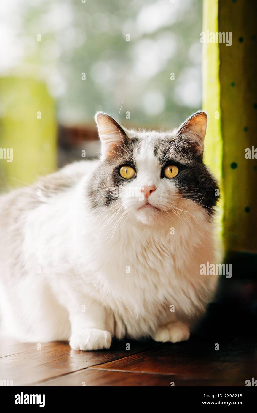 Grey and white long hair cat laying on floor by window Stock Photo Alamy