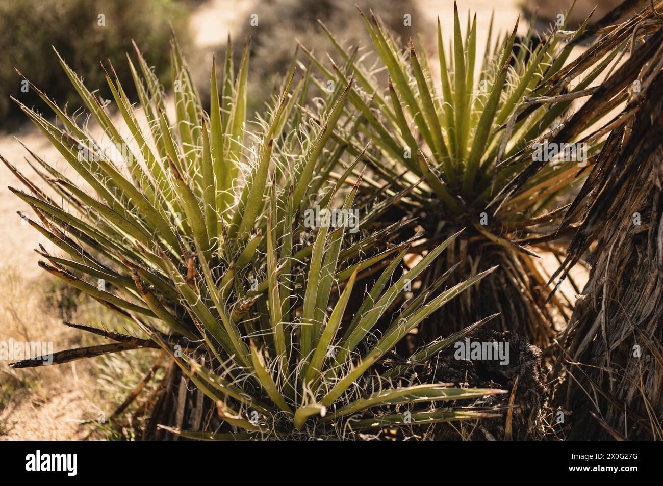 Spiky palm-like tops of growing Joshua Tree plants in Mojave desert Stock Photo