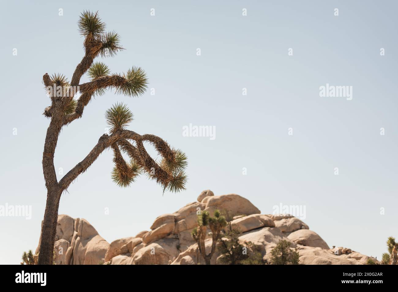 Joshua Tree (Yucca brevifolia) spiky surface & green palm like leaves Stock Photo