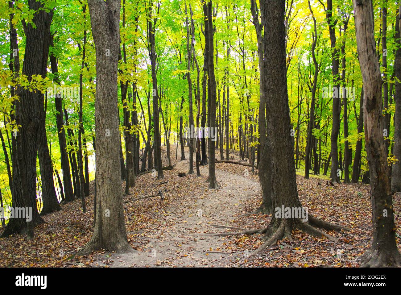A hiking trail through a forest of green leafy trees in Minnesota Stock Photo