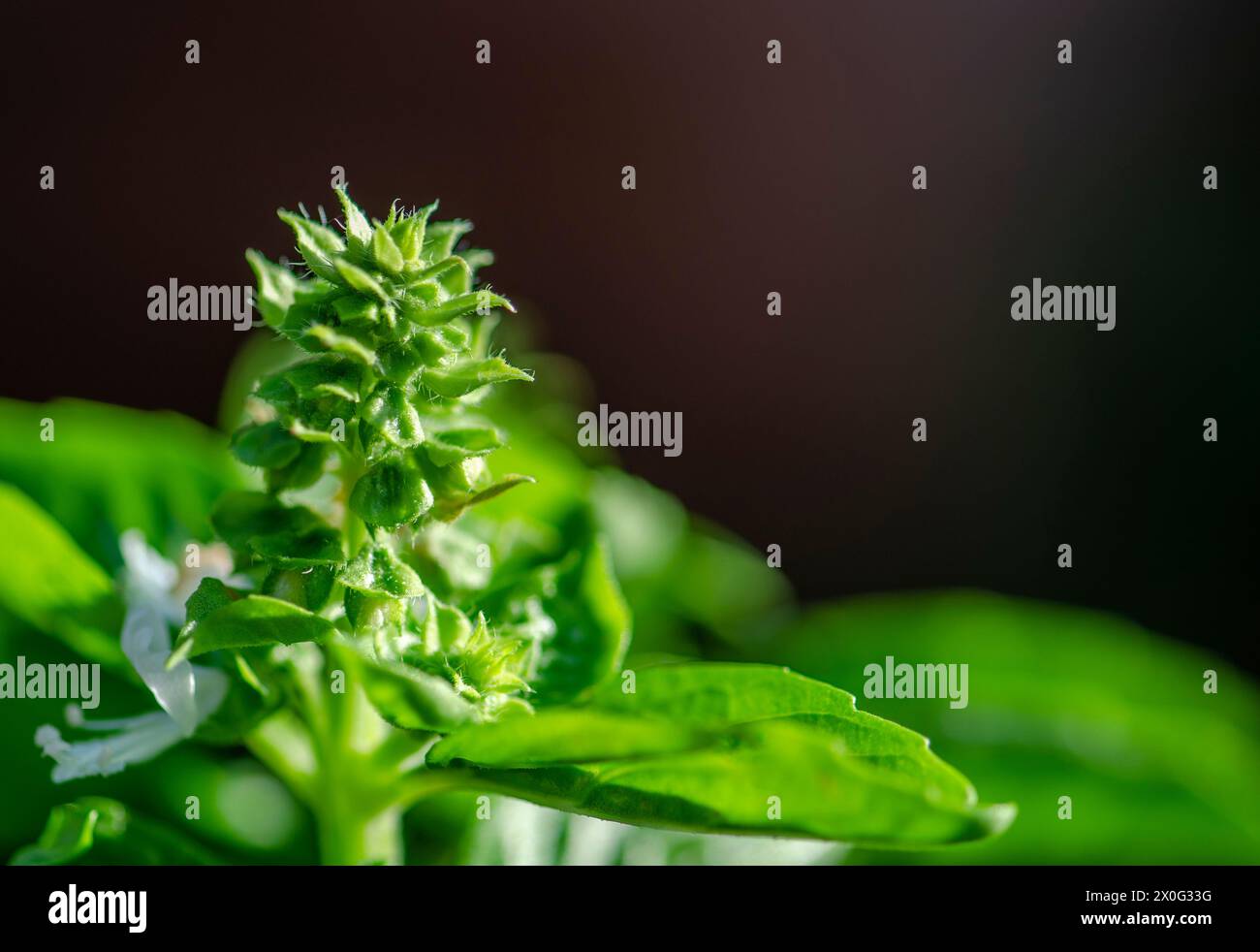 Flower of a Basil herb against dark background Stock Photo