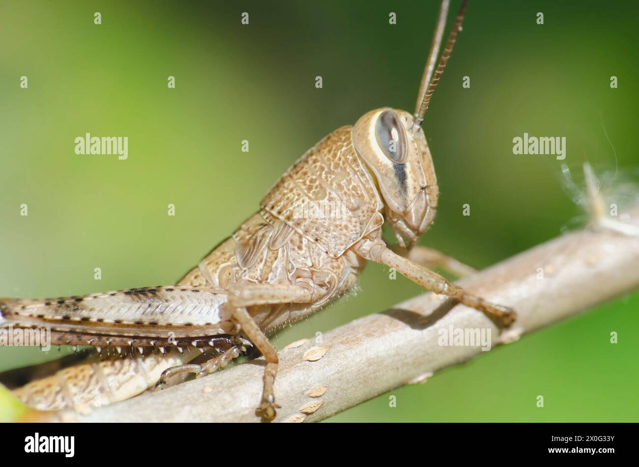 Brown grasshopper posed against green bokeh background Stock Photo
