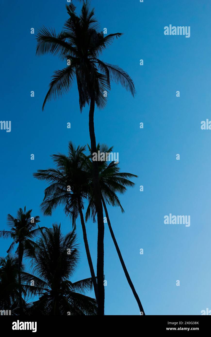 Silhouette of coconut trees at blue hour dusk Stock Photo