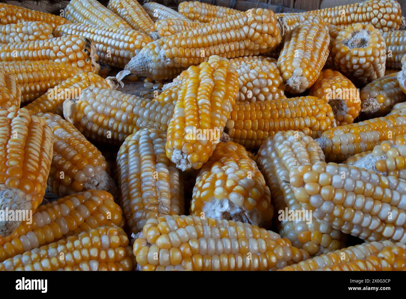 a harvest of yellow corn Stock Photo