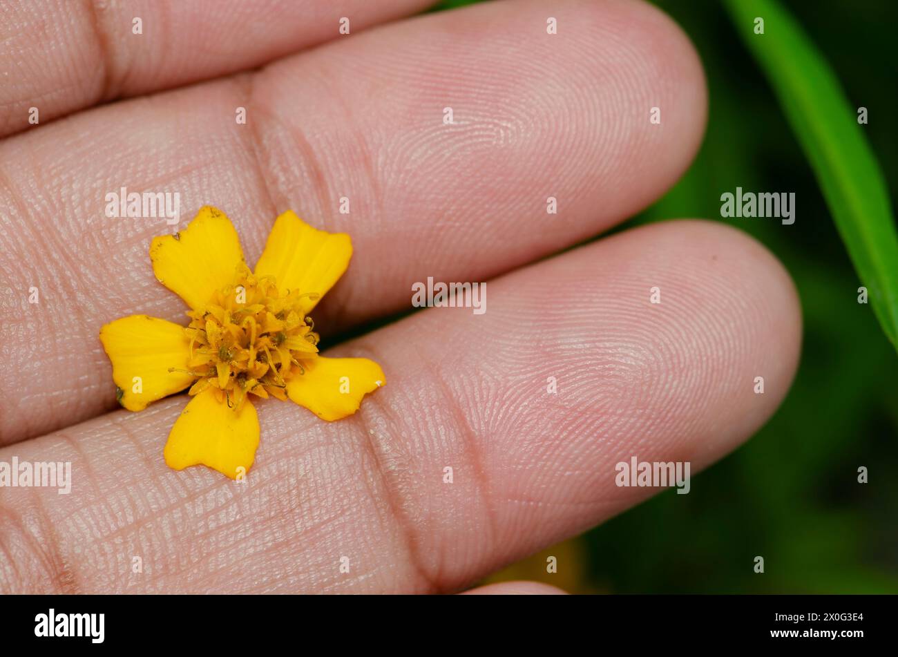 tiny flower of a tarragon on hand Stock Photo