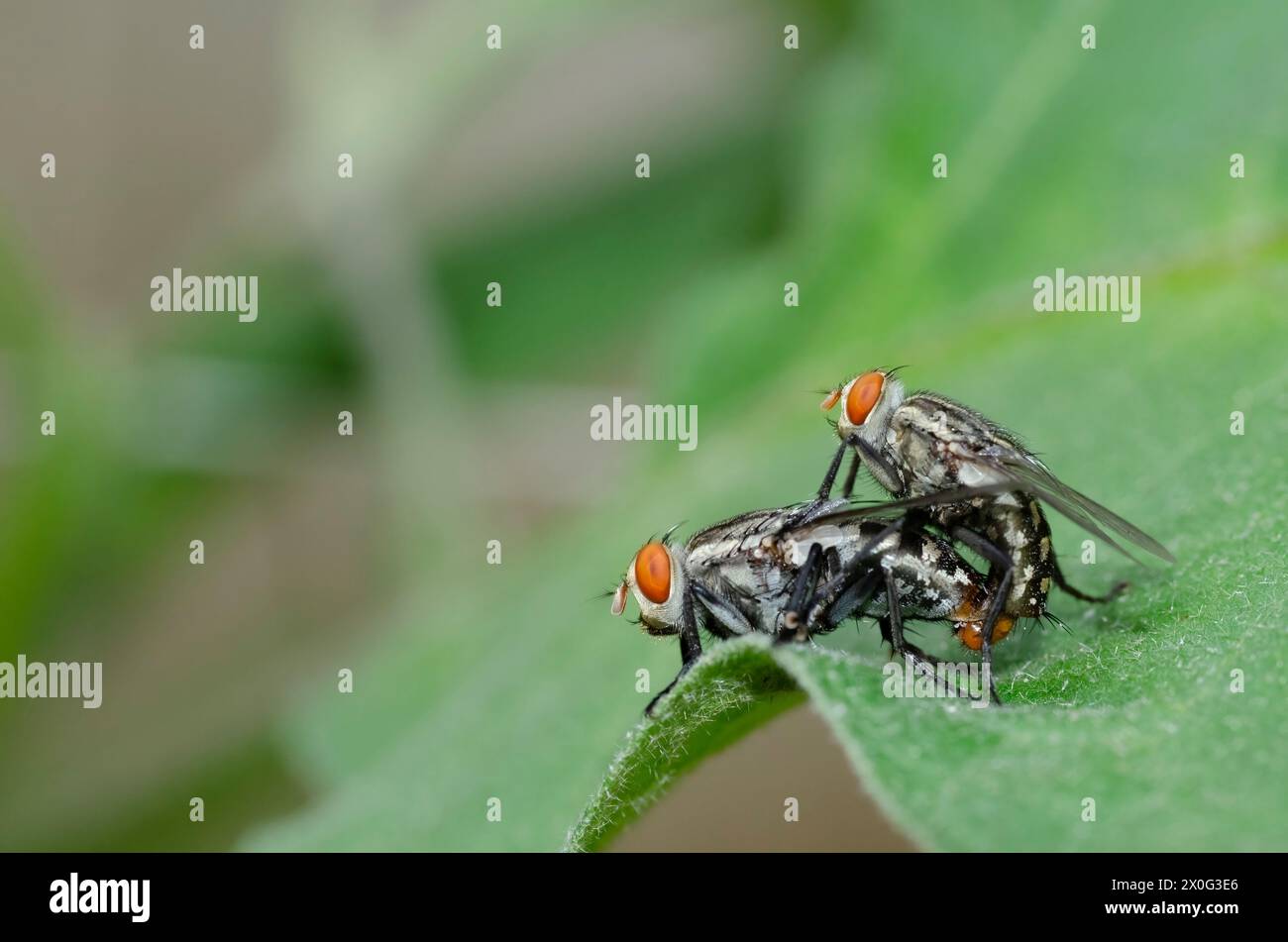 Two mating flies Stock Photo