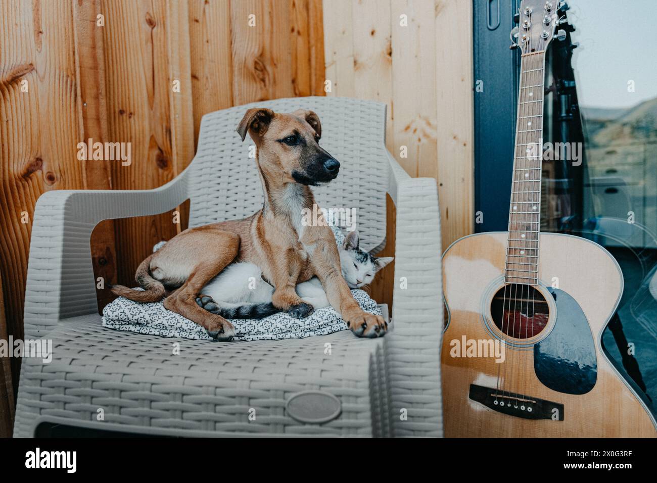 Brown dog relaxing on a chair while sitting on a cat Stock Photo - Alamy