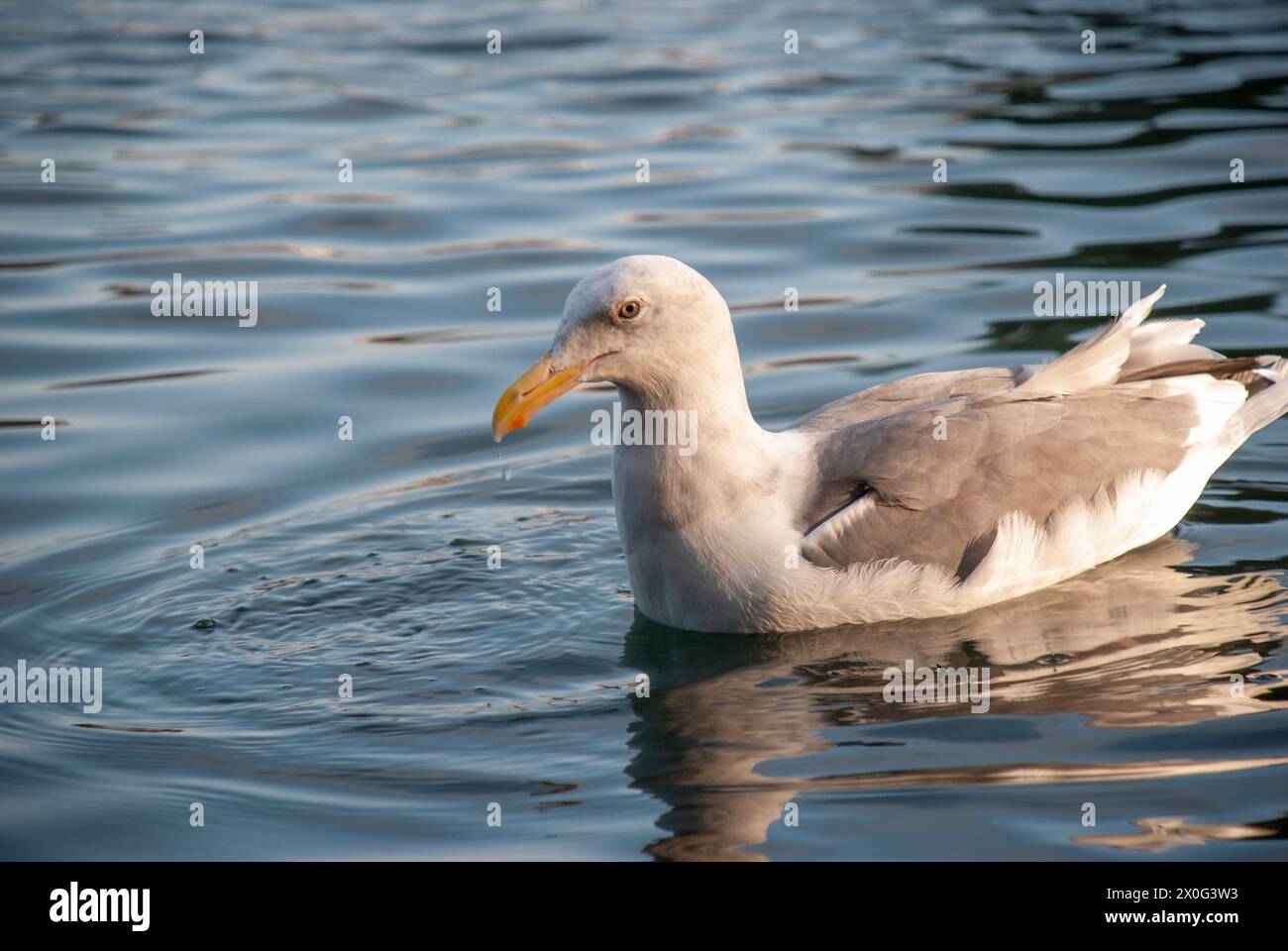 seagull in the bond oriented at the right side of the picture Stock Photo