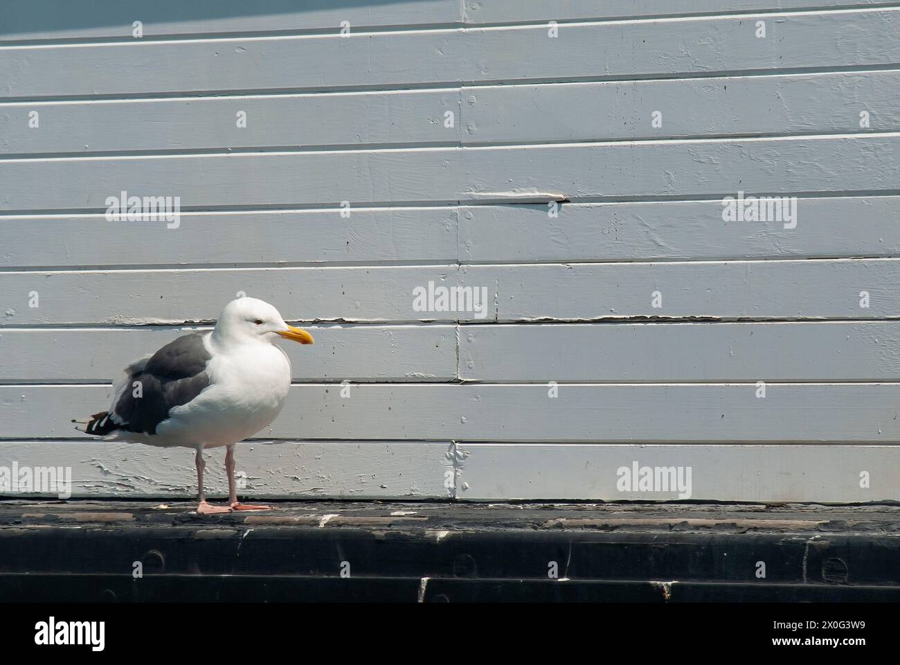 seagul standing on the left side looking on its left side and against white painted wooden wall Stock Photo