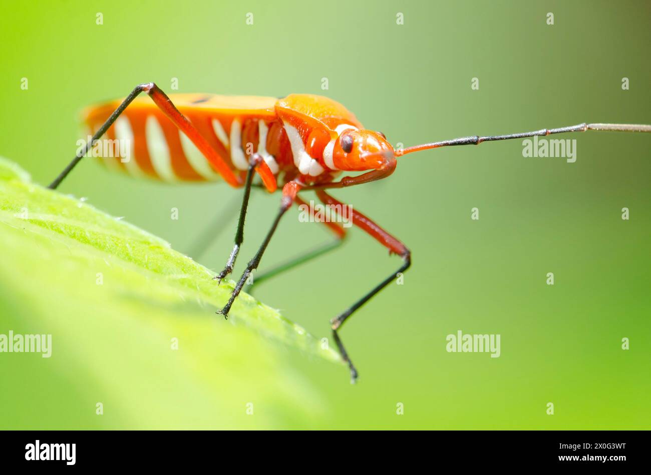 pest named stink bug or dysdercus cingulatos Stock Photo