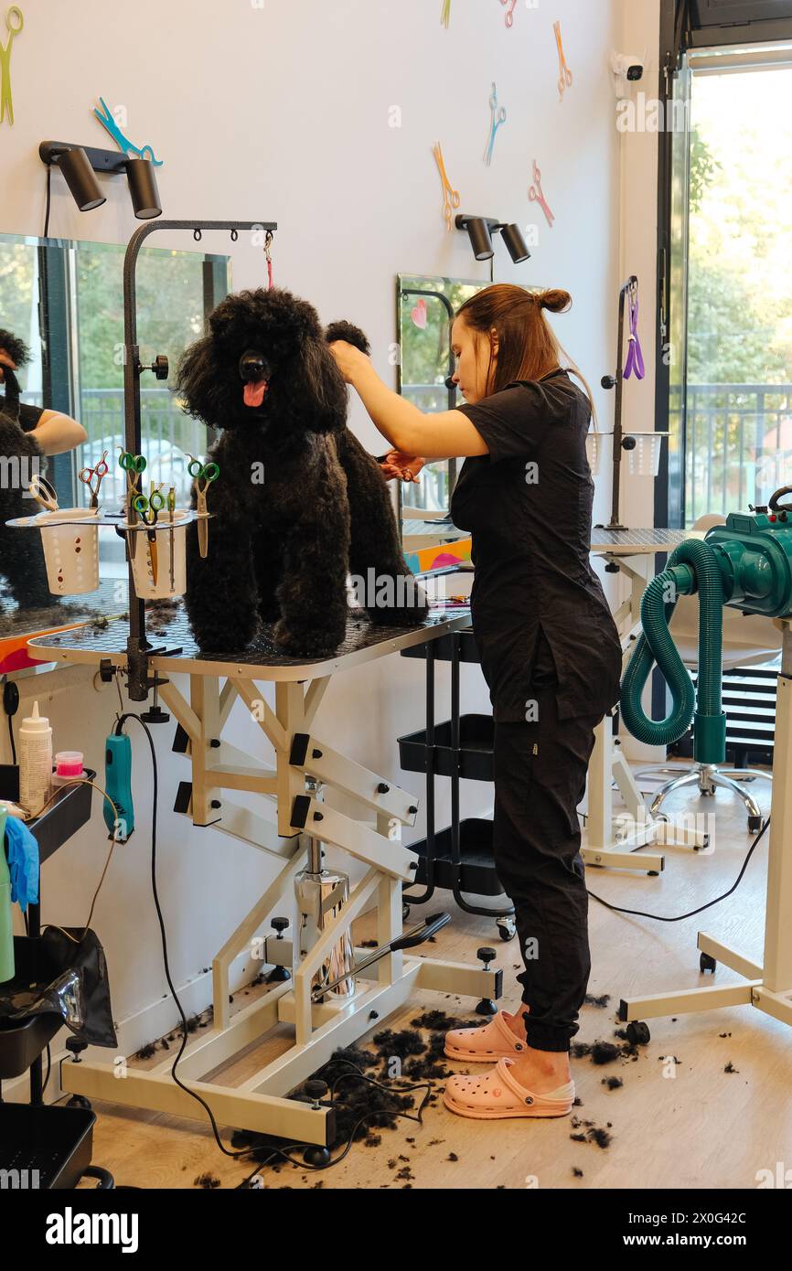 Professional groomer giving a poodle dog a haircut Stock Photo Alamy