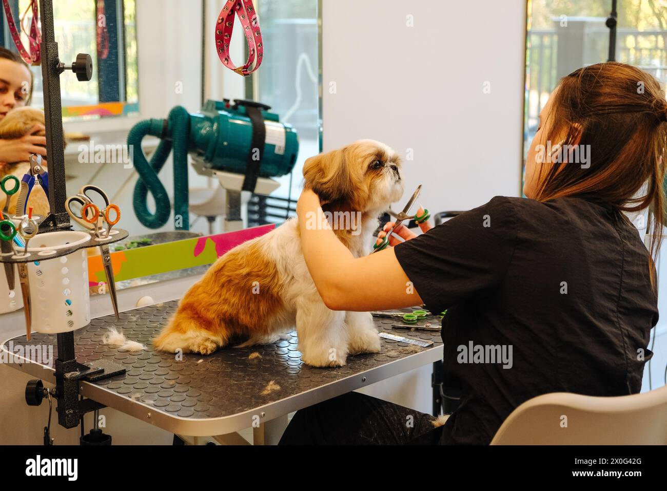 Professional groomer cutting a dog's hair with scissors Stock Photo Alamy