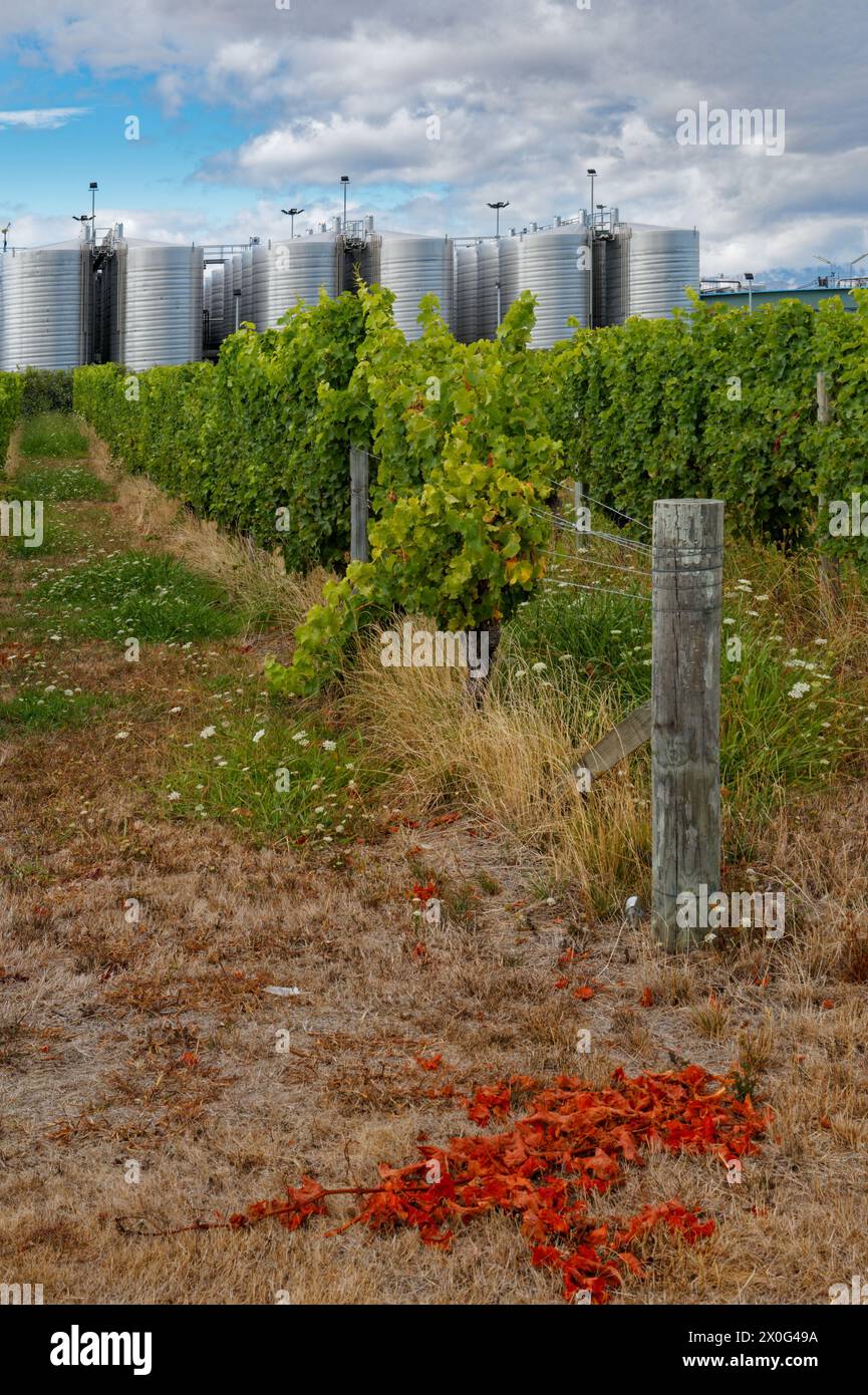 An industrial scale vineyard in Marlborough, south island, Aotearoa / New Zealand. Stock Photo