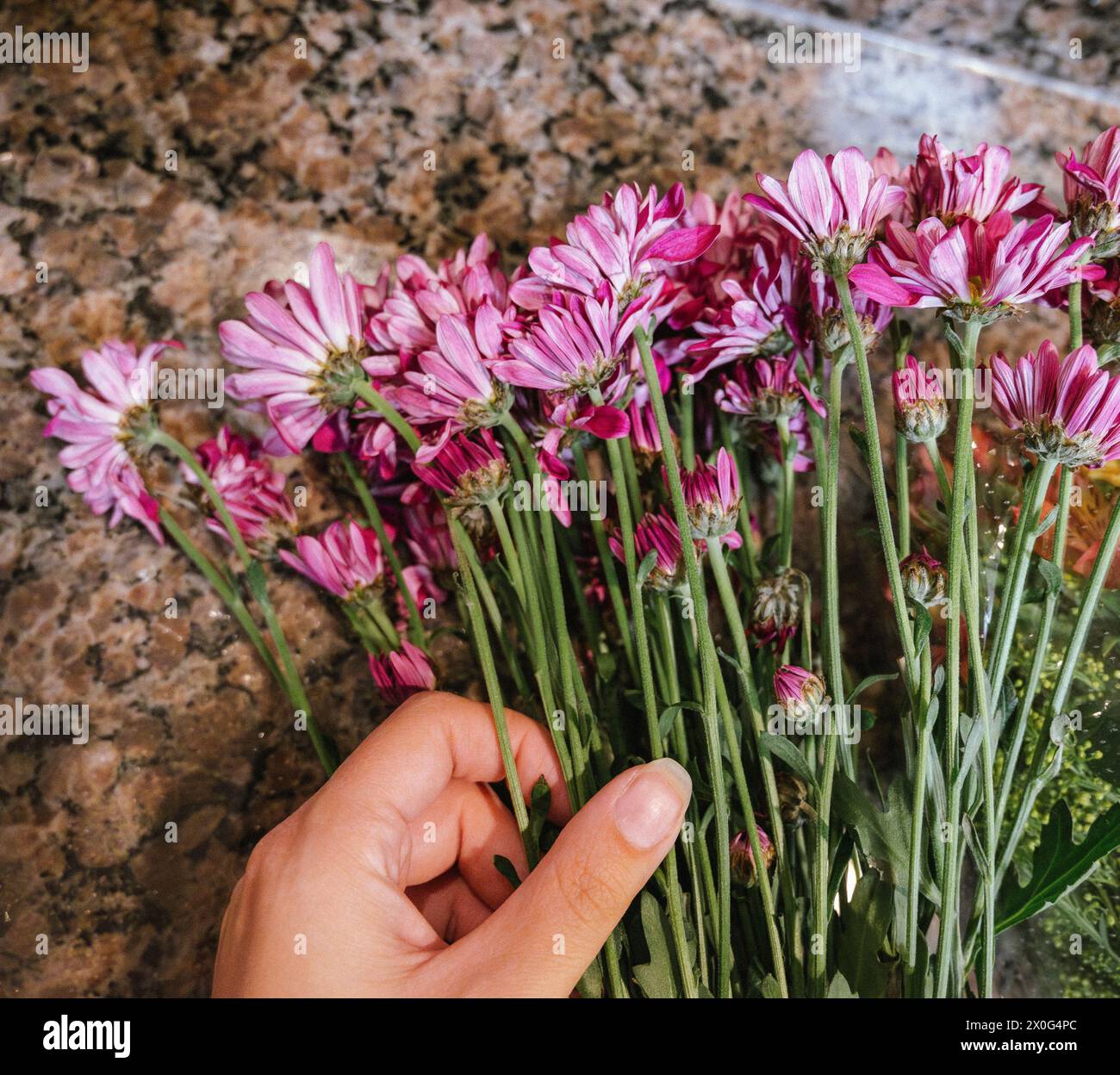 Woman arranging purple flowers on counter Stock Photo