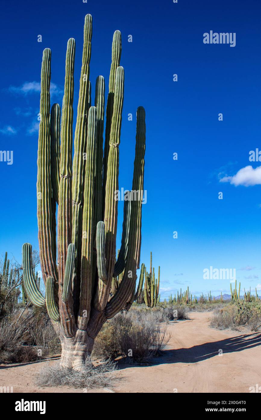 Huge saguaro cactus within the Saguaro Forest Stock Photo