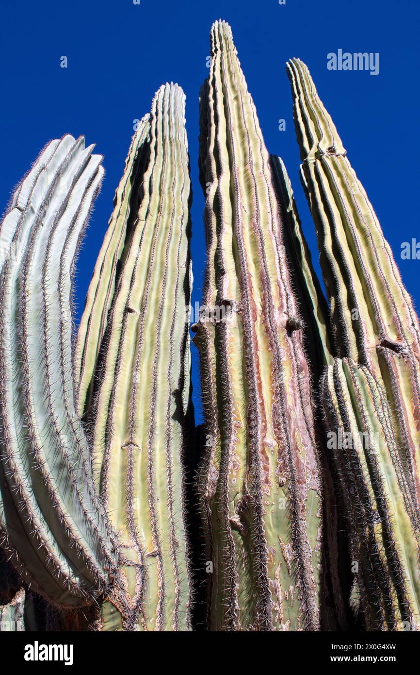 Huge saguaro cactus within the Saguaro Forest Stock Photo