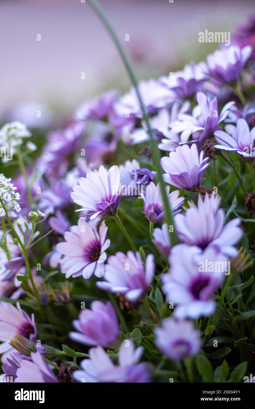 Cluster of wildflowers hi-res stock photography and images - Alamy