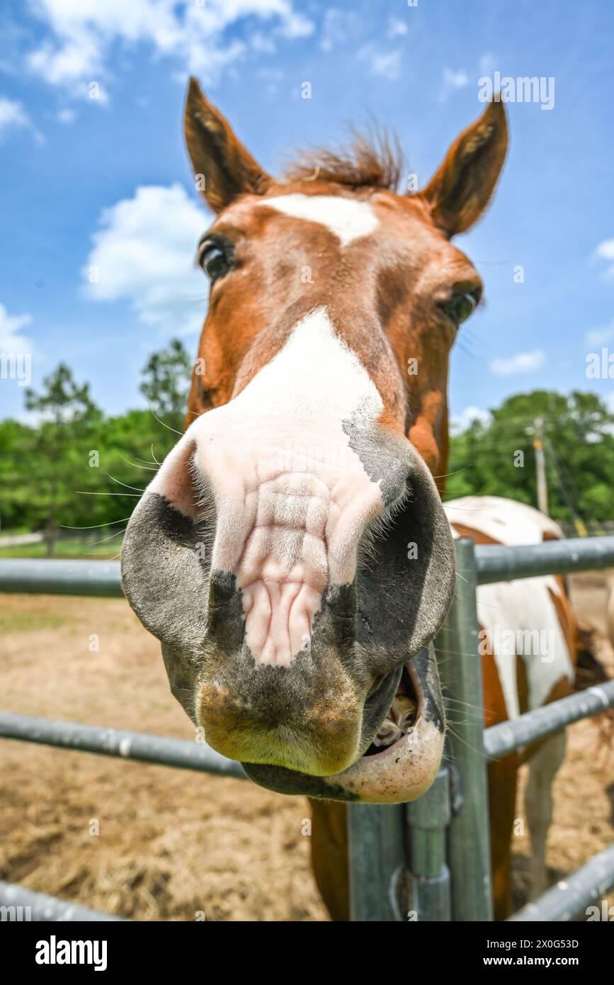 Close up of funny horse smiling on farm in small town Arkansas Stock Photo
