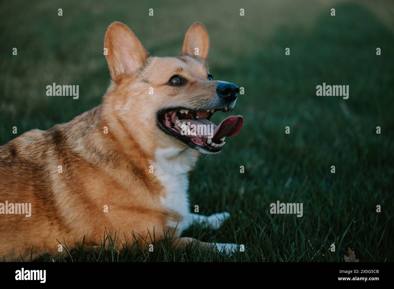 Corgi Laying in Field During Golden Hour Stock Photo - Alamy