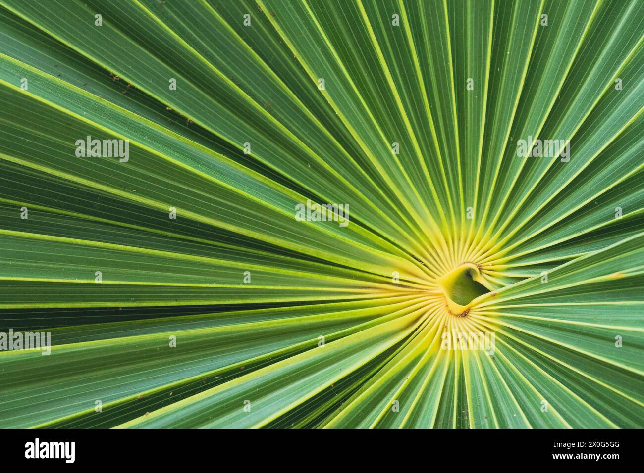 Vibrant close up palm trees hi-res stock photography and images - Alamy