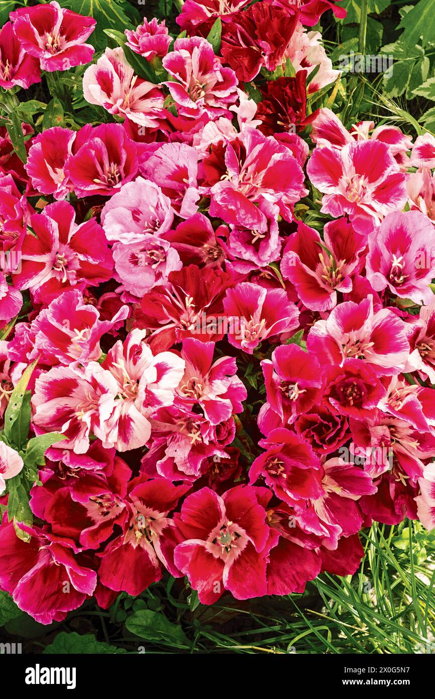 beautiful bouquet flowers godetia clarkia Stock Photo