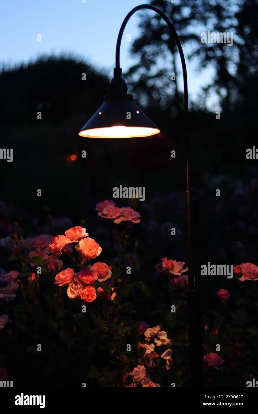 Decorative Lamp Illuminating Pink Roses Against Light Blue Sky Stock Photo