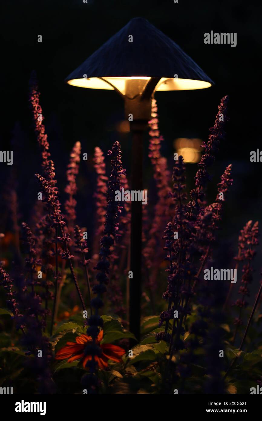 Dome-Shaped Lamp Illuminating Purple Stalks Stock Photo