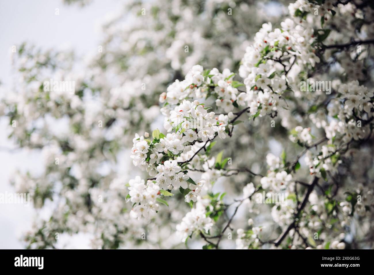 Branches of a Spring Snow Flowering Crabapple Tree in Full Bloom Stock Photo