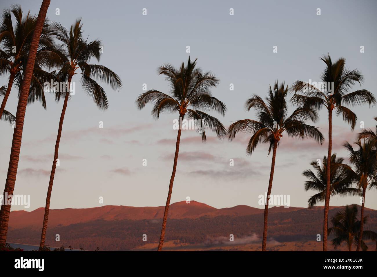 Hawaii sunset palm trees red hi-res stock photography and images - Alamy
