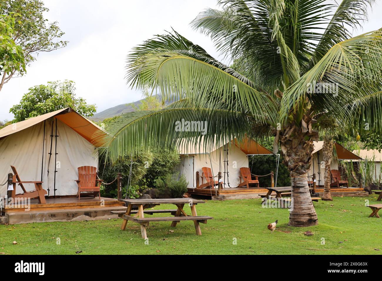 Tent cabin camping in Maui Hawaii with picnic benches and palm trees