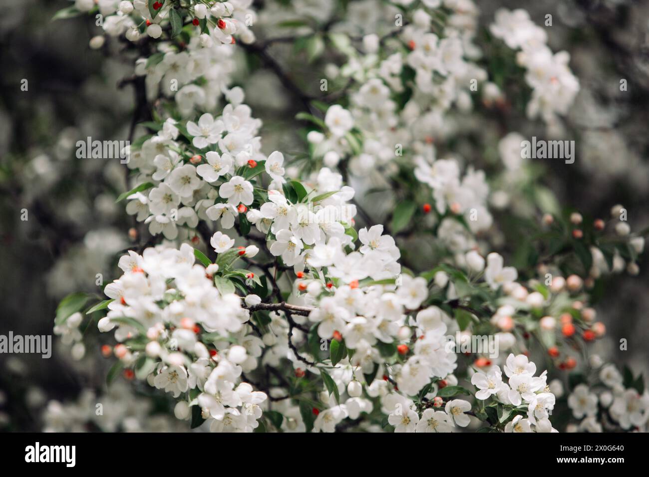 Close up of a white spring snow flowering crabapple tree Stock Photo