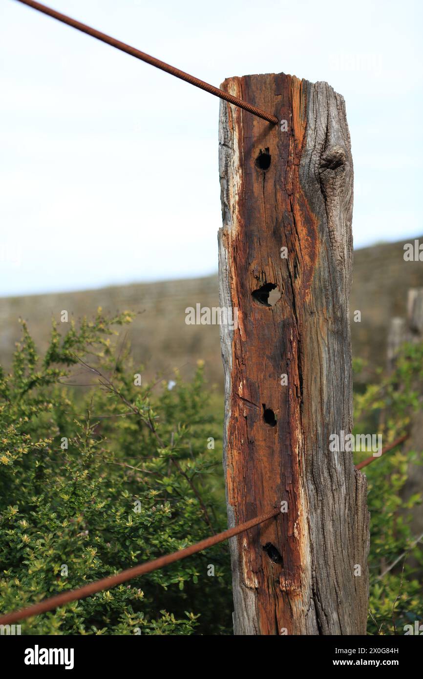 Weathered wooden post supporting metal rebar forming a fence Stock