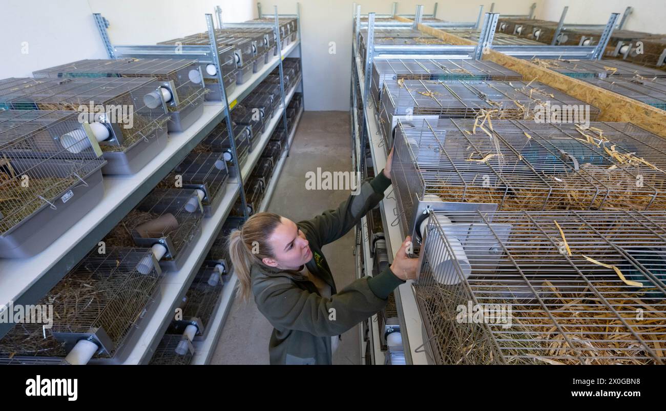 Leipzig, Germany. 12th Apr, 2024. Celina Lembke, animal keeper, checks cages in the field hamster breeding station at Leipzig Zoo. Once widespread and persecuted as a pest, the European hamster is now one of the most endangered mammals in Germany. A working group now wants to promote the protection of the European hamster in the Free State and has developed a strategy for the cooperative protection of the European hamster for the period up to 2035. Credit: Hendrik Schmidt/dpa/Alamy Live News Stock Photo