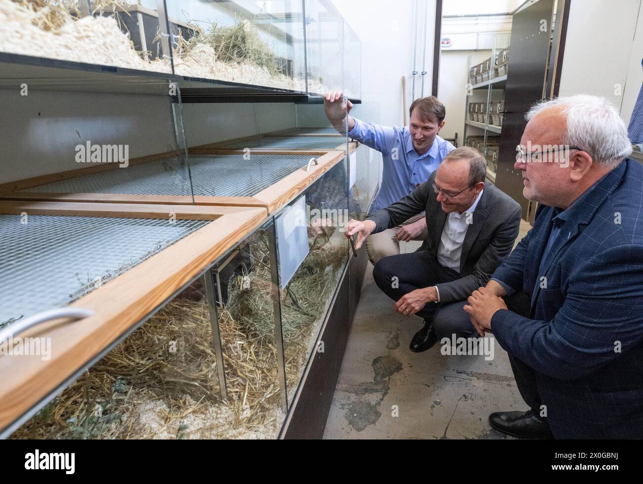 12 April 2024, Saxony, Leipzig: Ariel Jacken (l) and Jörg Junhold (r), Zoo Director, give Wolfram Günther (Green Party), Minister for the Environment and Agriculture in Saxony, a tour of the field hamster breeding station at Leipzig Zoo. Once widespread and persecuted as a pest, the European hamster (Cricetus cricetus) is now one of the most endangered mammals in Germany. A working group now wants to promote the protection of the European hamster in the Free State and has developed a strategy for the cooperative protection of the European hamster for the period up to 2035. Photo: Hendrik Schmi Stock Photo