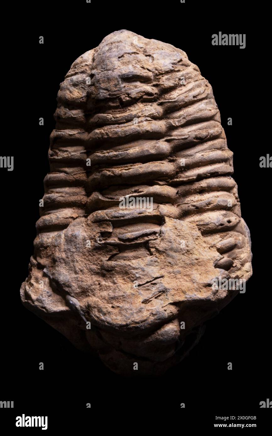 Intriguing trilobite fossil: ancient marine arthropod preserved in stone, a fascinating specimen for collectors Stock Photo