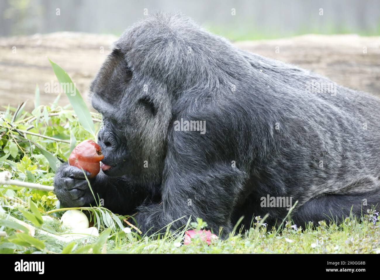 Germany, Berlin, April 12, 2024. Fatou,the oldest female gorilla in the world is celebrating at Berlin Zoo. A living legend celebrates her special day at Berlin Zoo: gorilla lady Fatou becomes a. April 13th impressive 67 years old..Fatou is a western lowland gorilla who has lived in the Berlin Zoological Garden since 1959. Stock Photo
