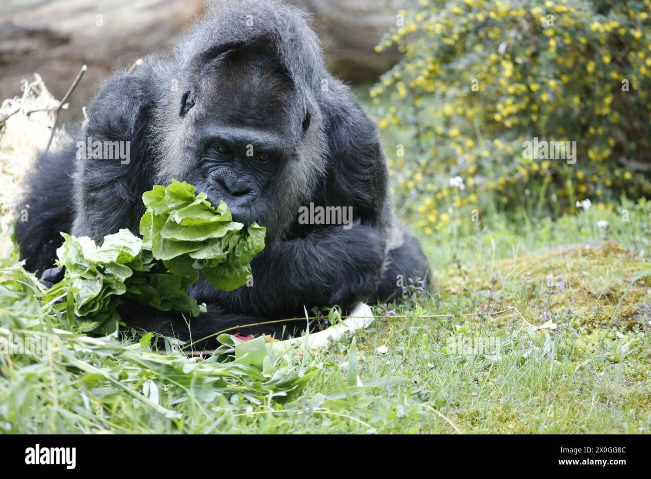 Germany, Berlin, April 12, 2024. Fatou,the oldest female gorilla in the world is celebrating at Berlin Zoo. A living legend celebrates her special day at Berlin Zoo: gorilla lady Fatou becomes a. April 13th impressive 67 years old..Fatou is a western lowland gorilla who has lived in the Berlin Zoological Garden since 1959. Stock Photo