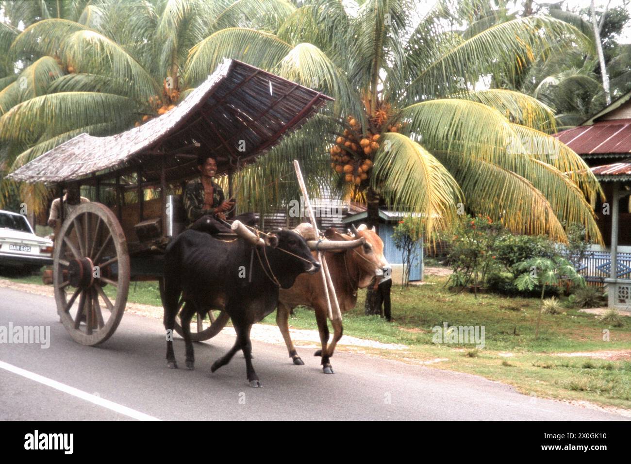 A Malaysian ox cart on a road in a village near Muar. [automated