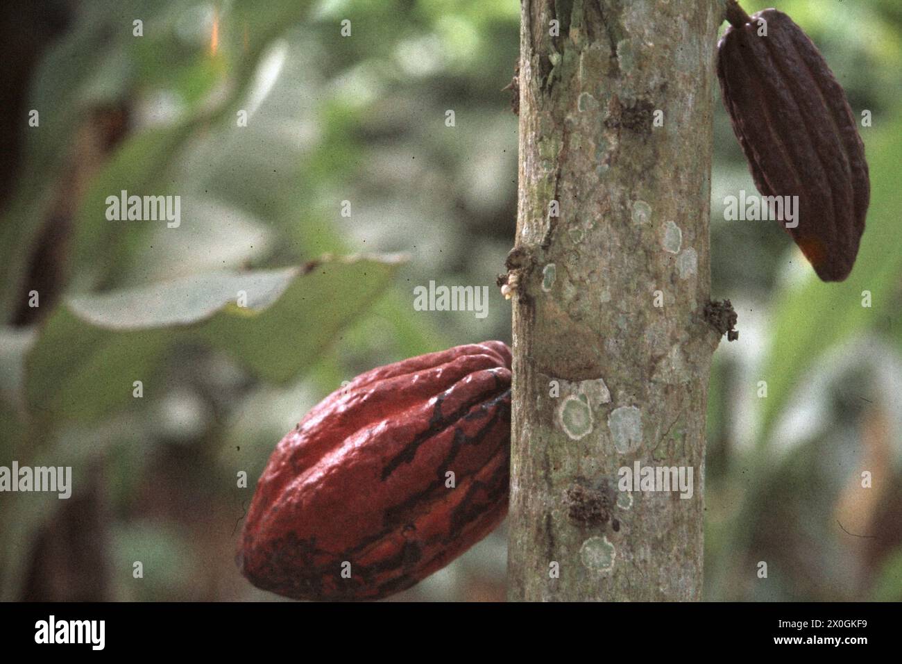 Close-up of a cocoa fruit in a forest near Machala. [automated translation] Stock Photo