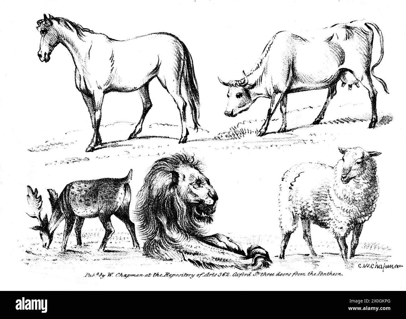 Animal Lithographs - Published by C.W. Chapman at the Repository of Arts, 362 Oxford Street, three doors from the Pantheon Stock Photo