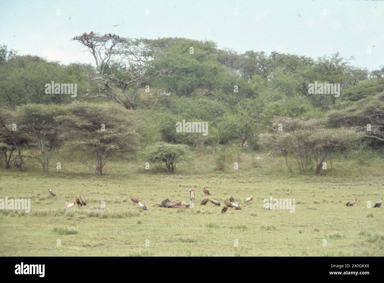 Geier haben sich um ein totes Gnu in der Serengeti versammelt. Stock Photo