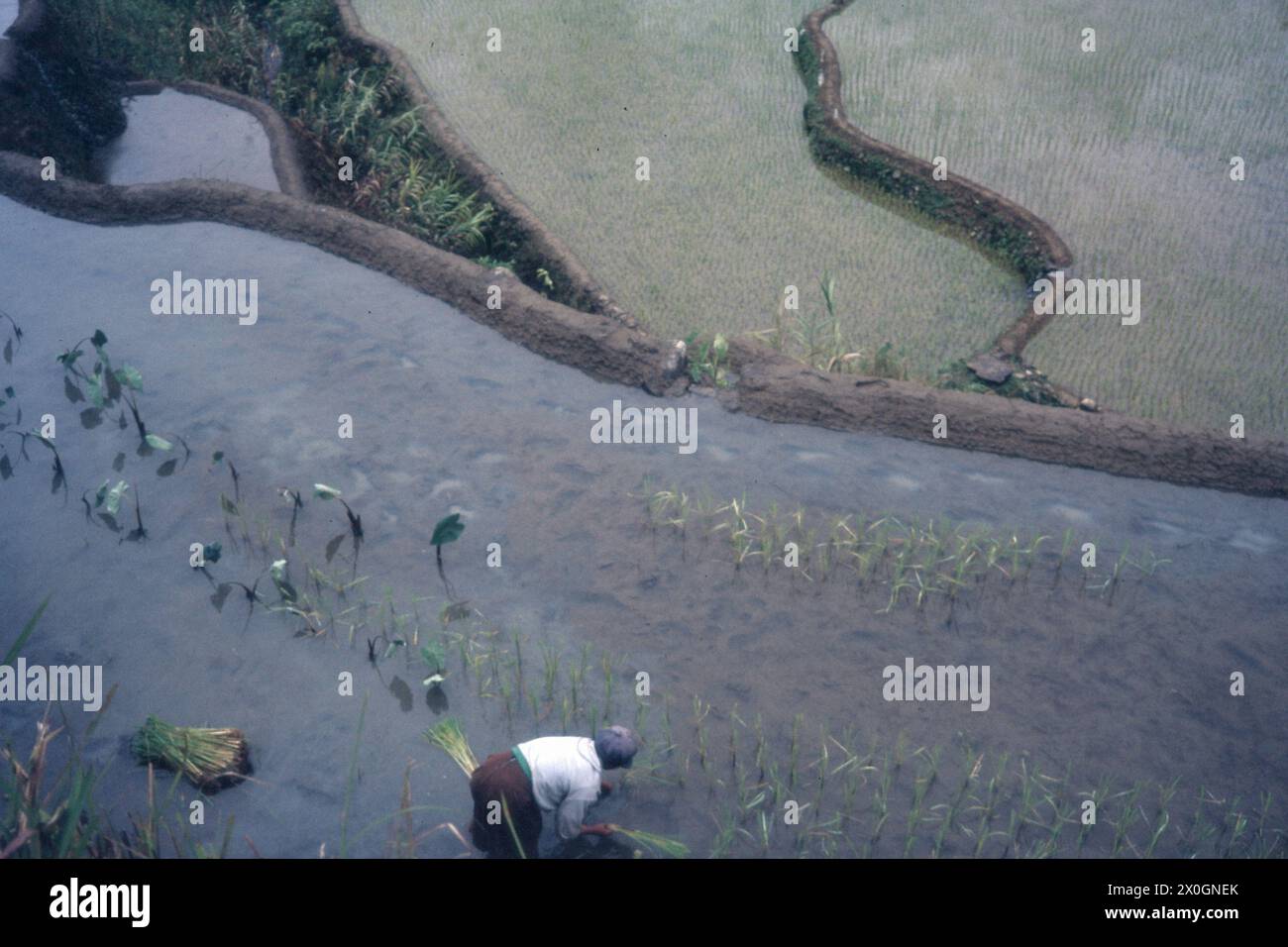 A woman at work in a rice field in the terraced landscape of Banawe. [automated translation] Stock Photo