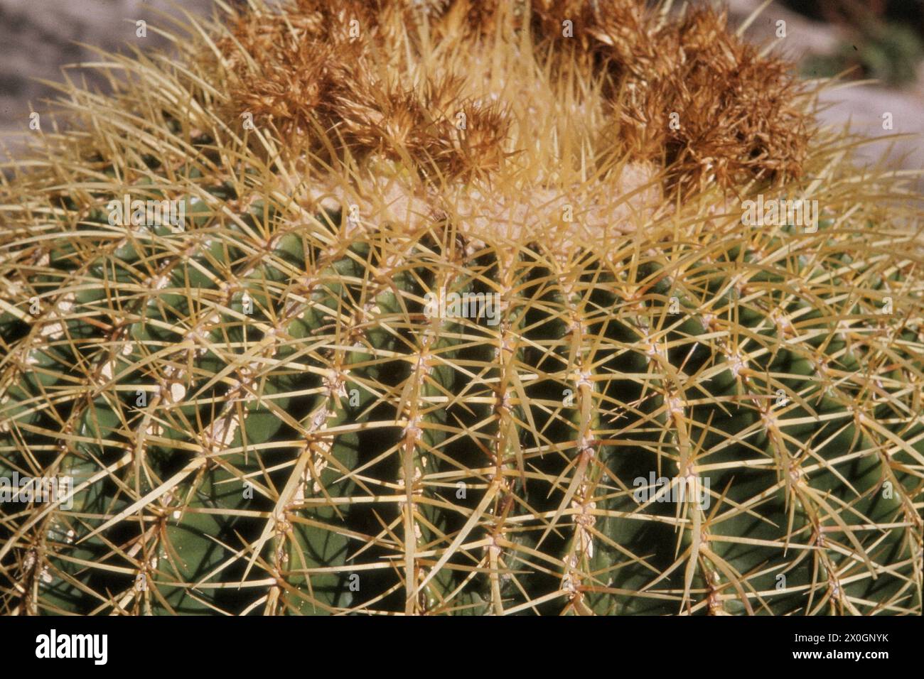 Close-up of a cactus in Jerusalem. [automated translation] Stock Photo -  Alamy