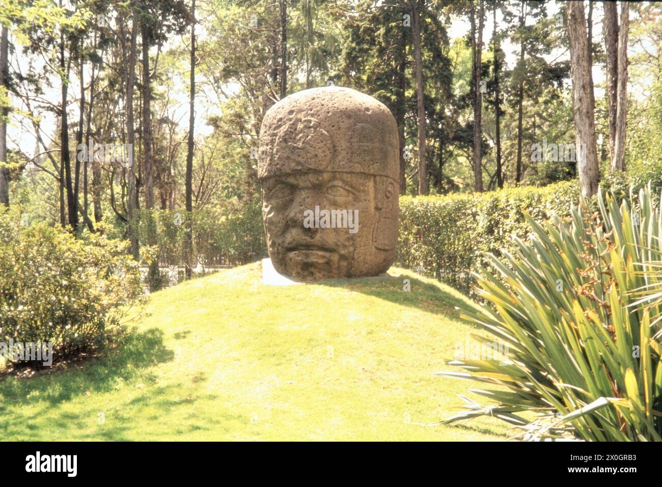 An olmec head from La Venta in the Anthropological Museum in Mexico City. [automated translation] Stock Photo