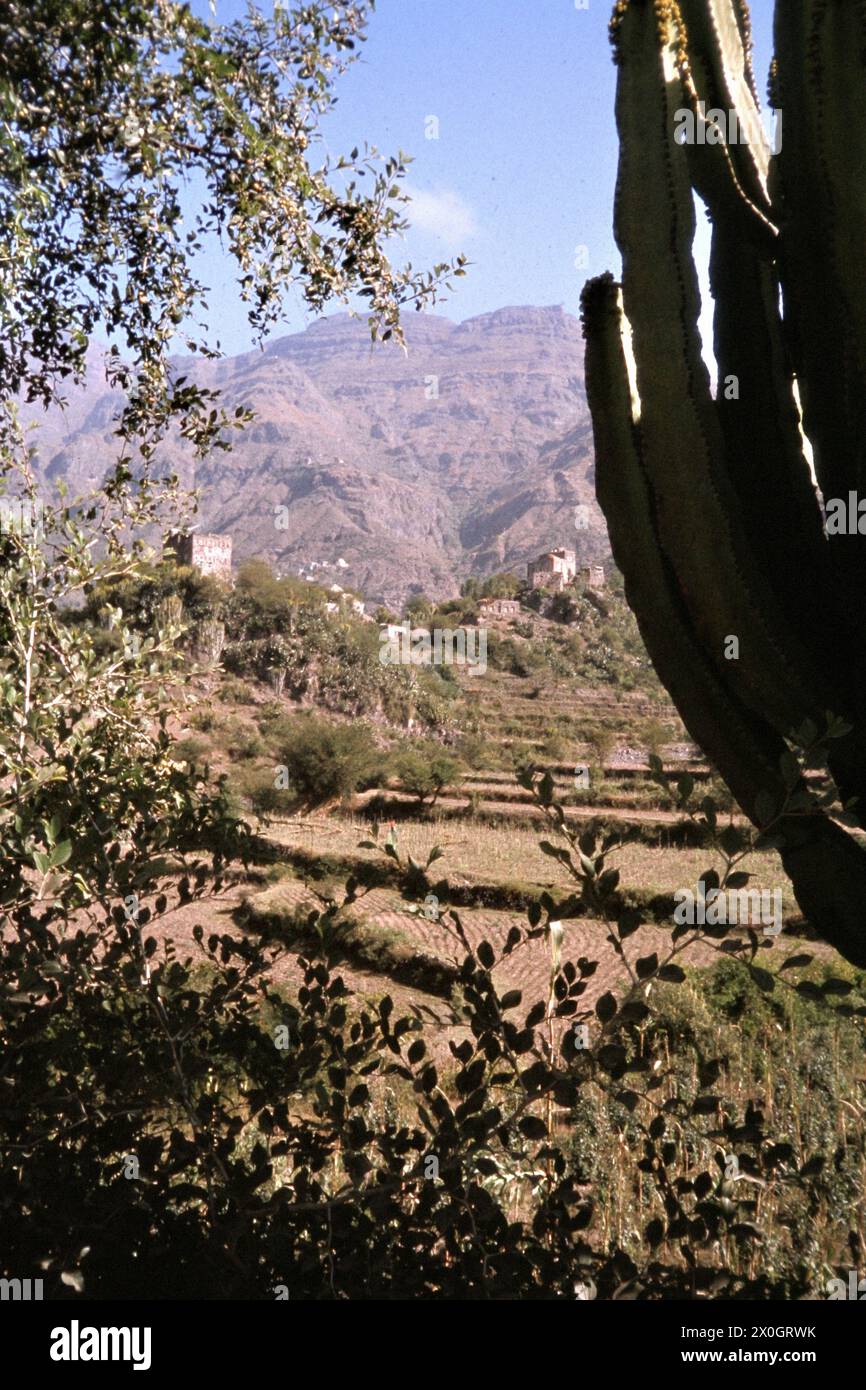 queensnake faux cactus Faux Cactus Tall Rental Prop main image 0