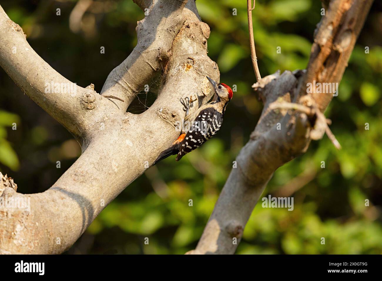 Fulvous-breasted Woodpecker, Dendrocopos macei, male, Uttarakhand, India Stock Photo